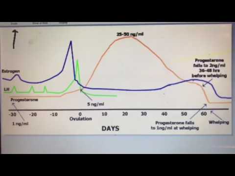 Predicting puppy birth for c section using progesterone - YouTube