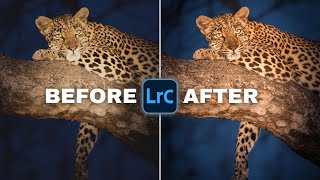 How To Edit WILDLIFE PHOTOGRAPHY In Lightroom | Full Edit #3