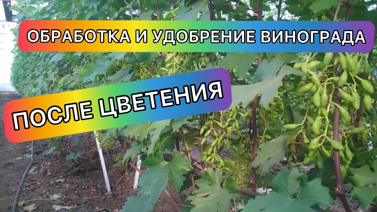 Инфинити обработка винограда