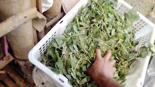 Pakan Kelinci Menyusui