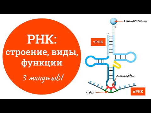 Видео: Разница между мРНК и тРНК