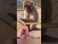 Обезьянку обманули!!