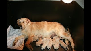 Retrieve a Golden of Minnesota RAGOM - Live Stream