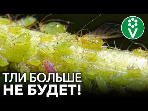 ТЛЯ БОИТСЯ ЭТОГО КАК ОГНЯ! Лучшее средство от тли без всякой "химии"