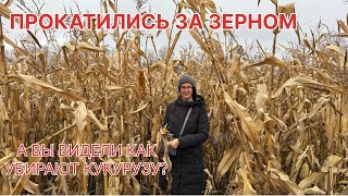 картинка: Татарская глубинка, проехали Татарское Азелеево и приехали Танаево за зерном, увидели сбор кукурузы 