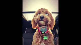 #puppy #lifeisbutadream #goldenretreivers #goldendoodle #cute #pets #haveitoldyoulatelythatiloveyou