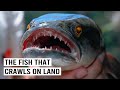 The Invasion of America&rsquo;s Most Hated Predator: Snakehead Fish