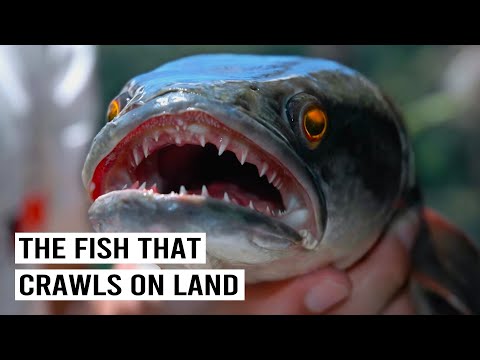 THE INVASION OF AMERICA’S MOST HATED PREDATOR: SNAKEHEAD FISH