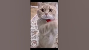 #shorts  Funniest Videos 2023 😂 Funny Cats 🐱 #cute #cat #bcat  #bcat31 #24