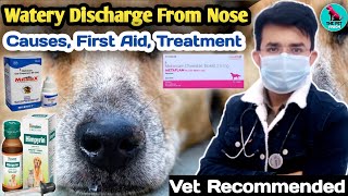 डॉग की नाक से पानी 😱 || Dog Runny Nose || First Aid & Treatment || Causes, Symptoms 100 % Resulted