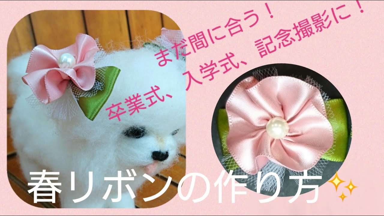 犬用春リボンの作り方✨まだ間に合う！卒業式✨入学式、記念撮影に最適