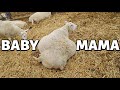 MAMA!!! how many are EWE carrying??? 😱 | SPRING LAMBING 2021 | Vlog 424