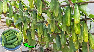 Great secret to help me grow cucumbers in foam containers! The fruit is abundant and sweet