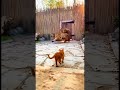 Three Tigers Playing… Then The Cat NANA Meows 😱🐯🐱💥