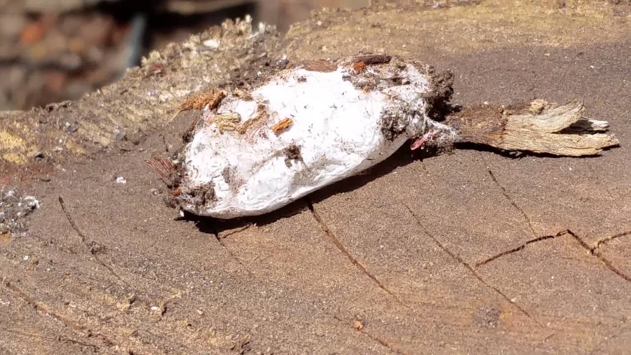 Spider cocoon YouTube
