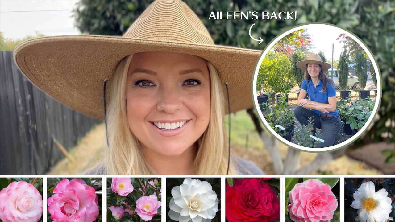 Do You Know About Nuccio's Camellias? :: All About Nuccio's Camellias and Planting Some of My Own!