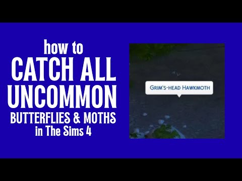 How To Catch All The Uncommon Moths & Butterflies In The Sims 4: Adventure Awaits 🦋