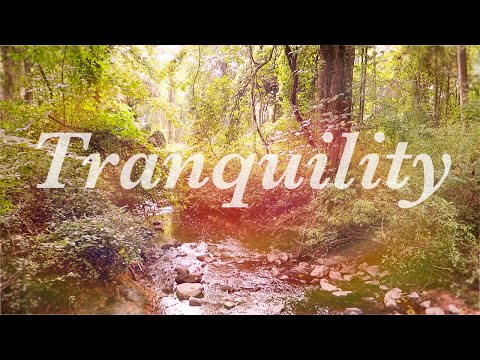 Misty Morning Forest Hike - Nature Sounds/No Talking - YouTube