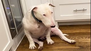 English Bull Terrier are Awesome! Funny and Cute Dog Videos 😍 by SPARKLE PETS 58,434 views 3 years ago 5 minutes, 20 seconds