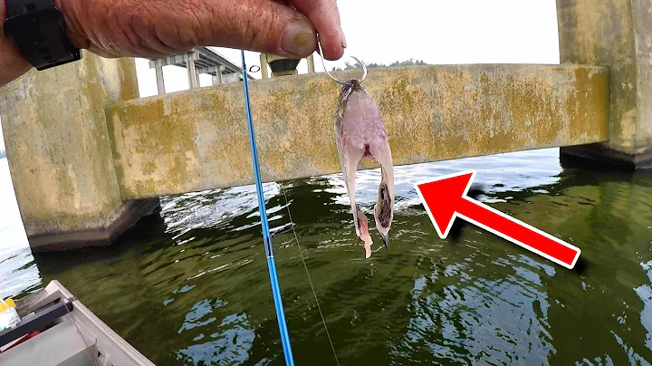 SIMPLE Way To Catch TONS Of Catfish!!!