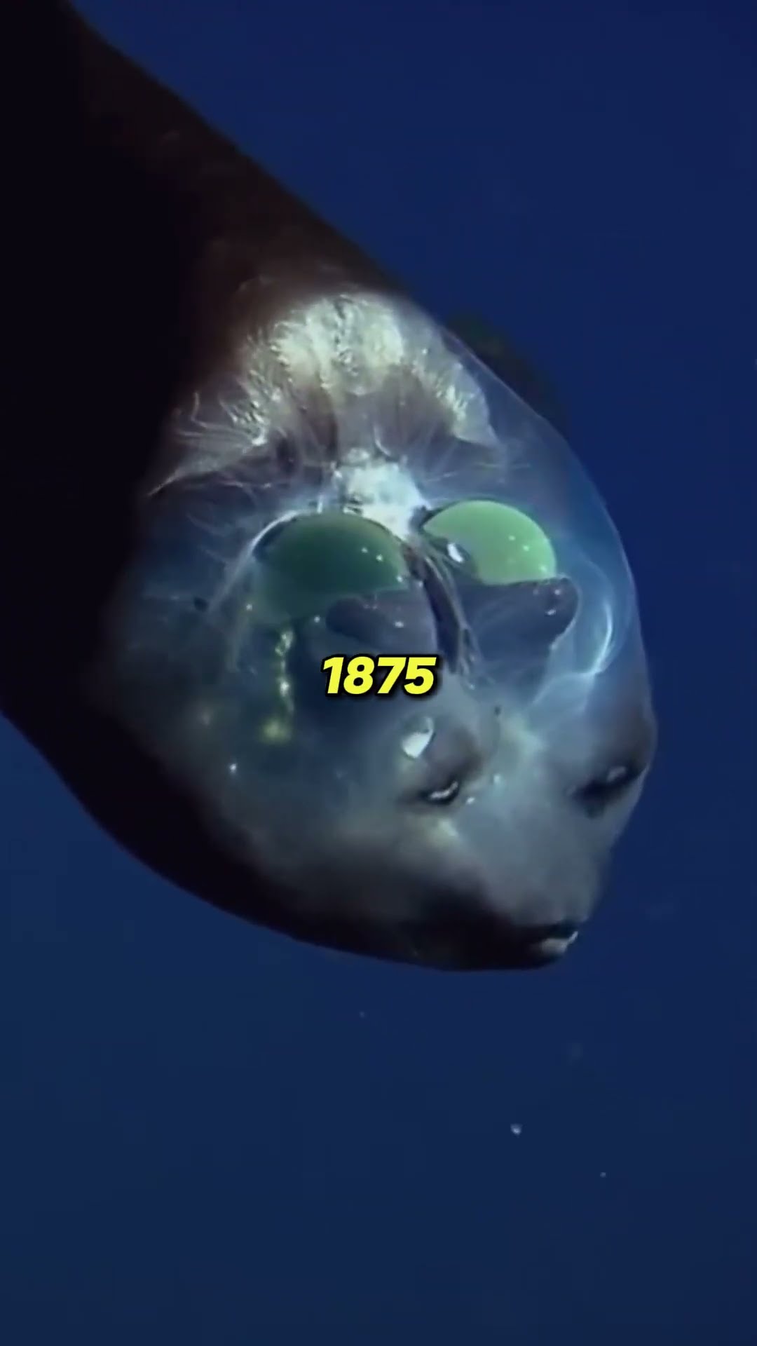 The deepest place on earth youtube