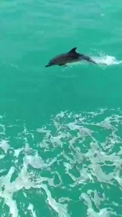 Черное море, дельфинчик🐬♥#дельфин #черноеморе #крым - YouTube