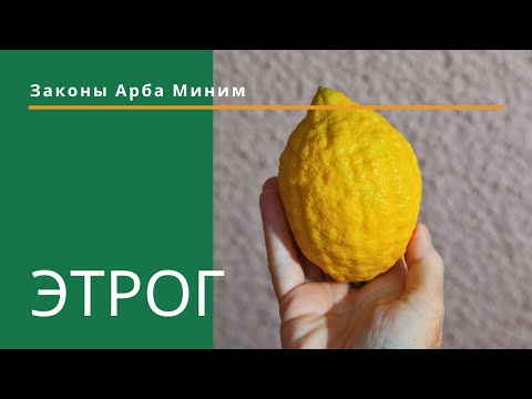 Video: Cât durează un etrog?