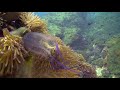 Box Jellyfish (15)   |  Stock Video For Sale