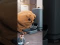 boneka mau makan #shorts #fyp #trending #viralvideo #viralshorts