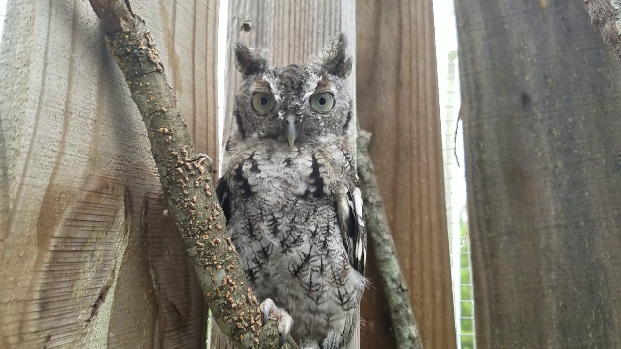 camera iphone 8 plus apk screech in raptor flight 8 3 17