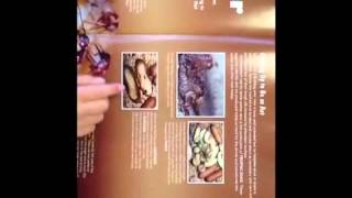 What is the difference between insects and bugs