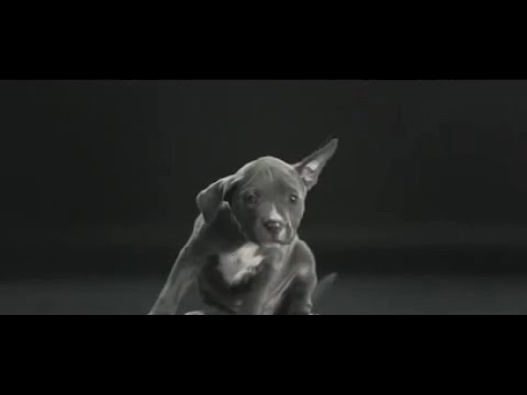 Такой реакции никто не ожидал! Корм для собак Bosch (Бош)