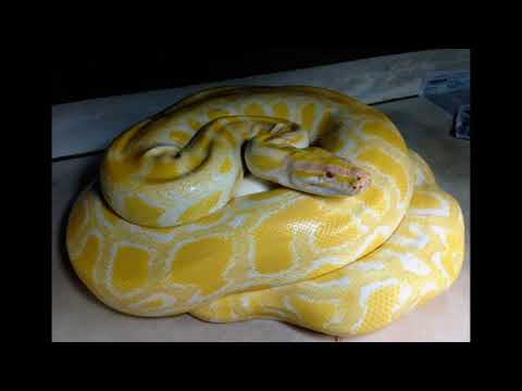 Bright tiger python large snake