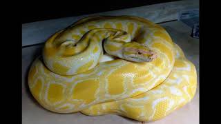 Bright tiger python large snake