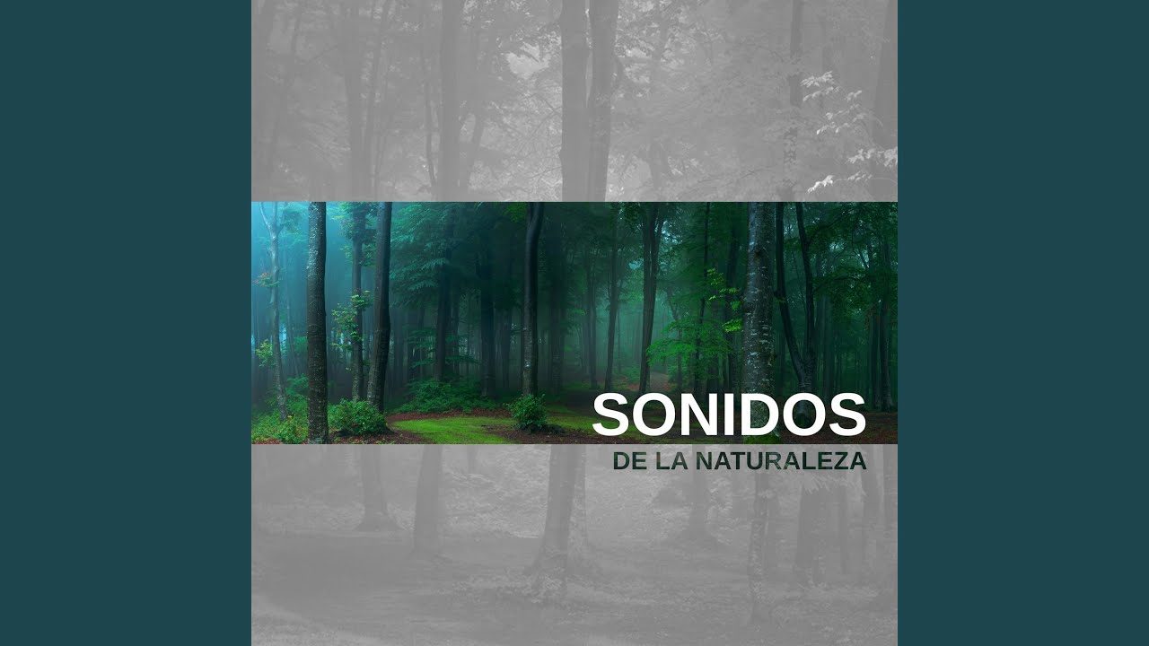 Toque Angelical YouTube