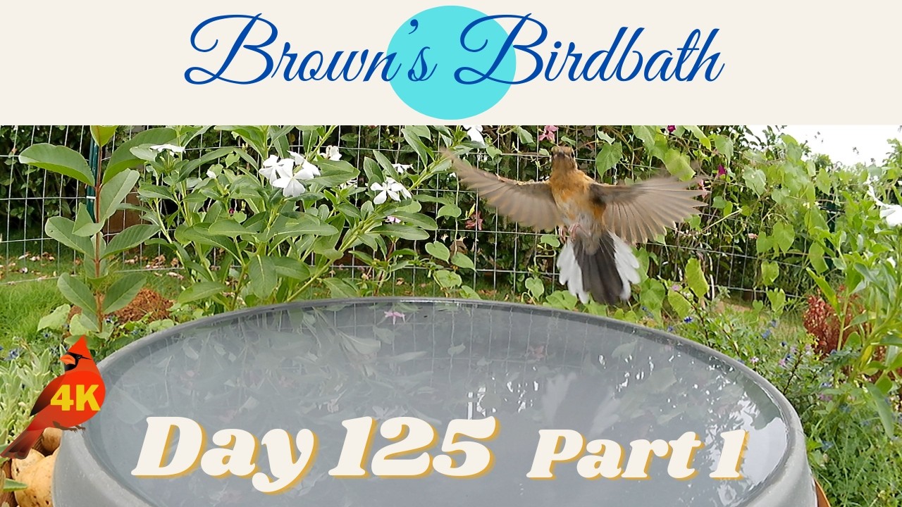 Brown's Birdbath Day 125 Part 1 #whiteeye #メジロ #shama #アカハラシキチョウ #cardinal #カーディナル #spotteddove
