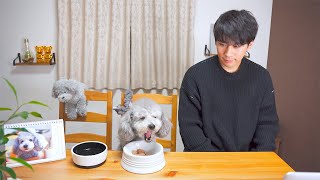 🐶愛犬とほっけを食べながら雑談する生配信のアーカイブ【トイプードル】
