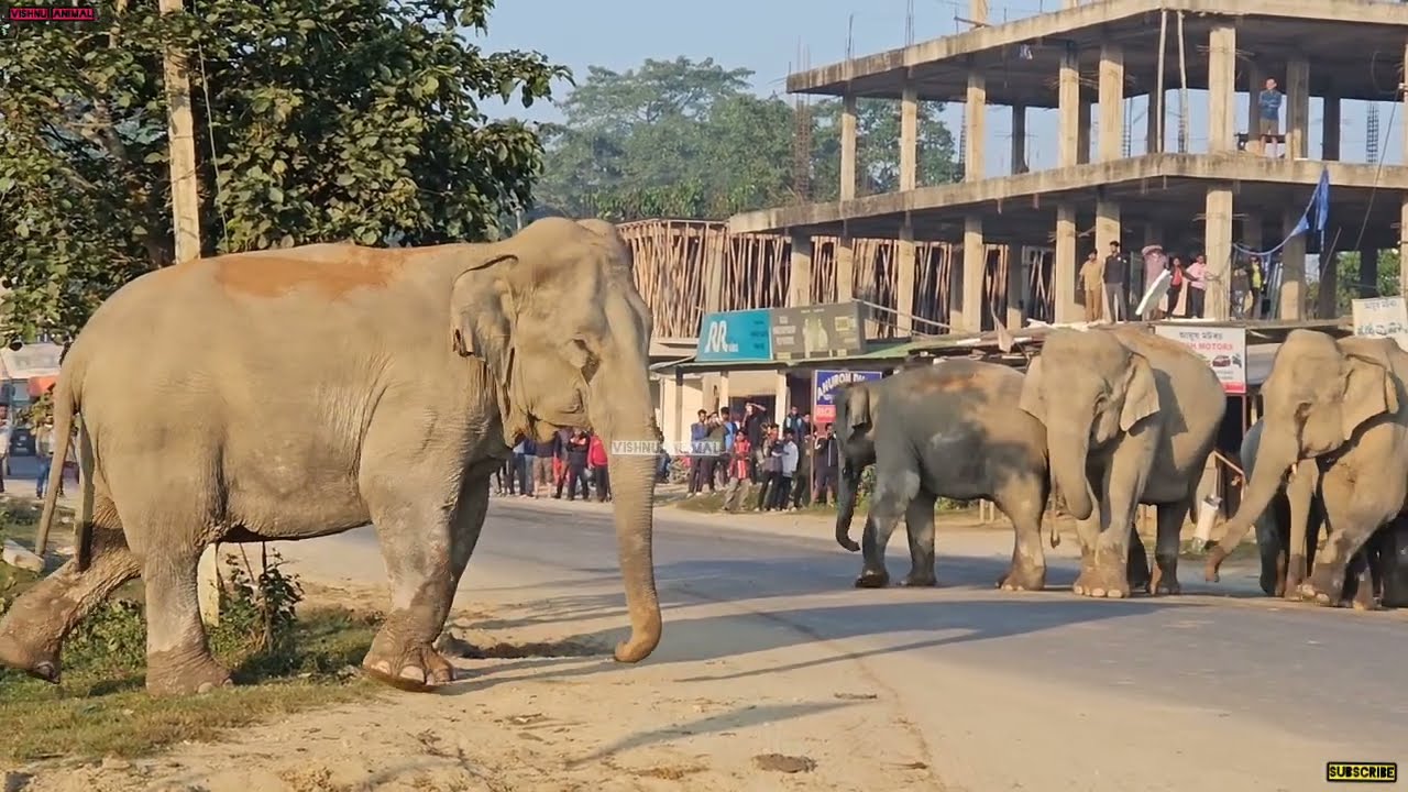 5 March 2026 #assam #animals 