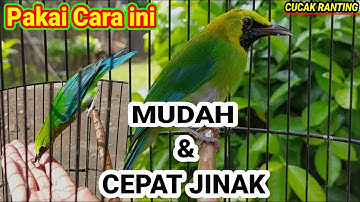 Tips Menjinakan Burung Cucak Ranting Cepat & Mudah !!