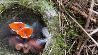 Bird Nesting Walk. Great day.. until rain stopped play!!