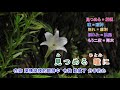 純子の涙字義版