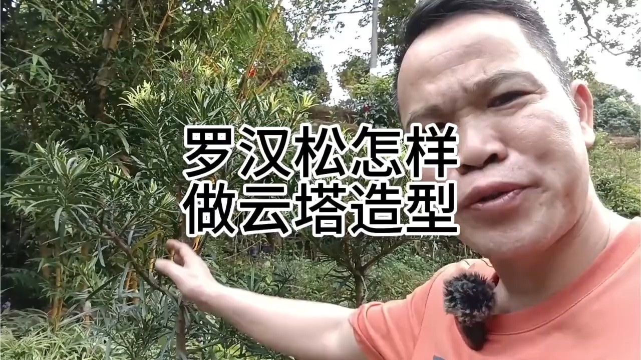 罗汉松怎样做云塔造型 #罗汉松造型 #罗汉松基地How does Luohansong make cloud tower shape #Luohansong shape#Luohansong base