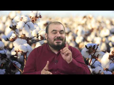 Video: Yuyanda pambıq büzülürmü?