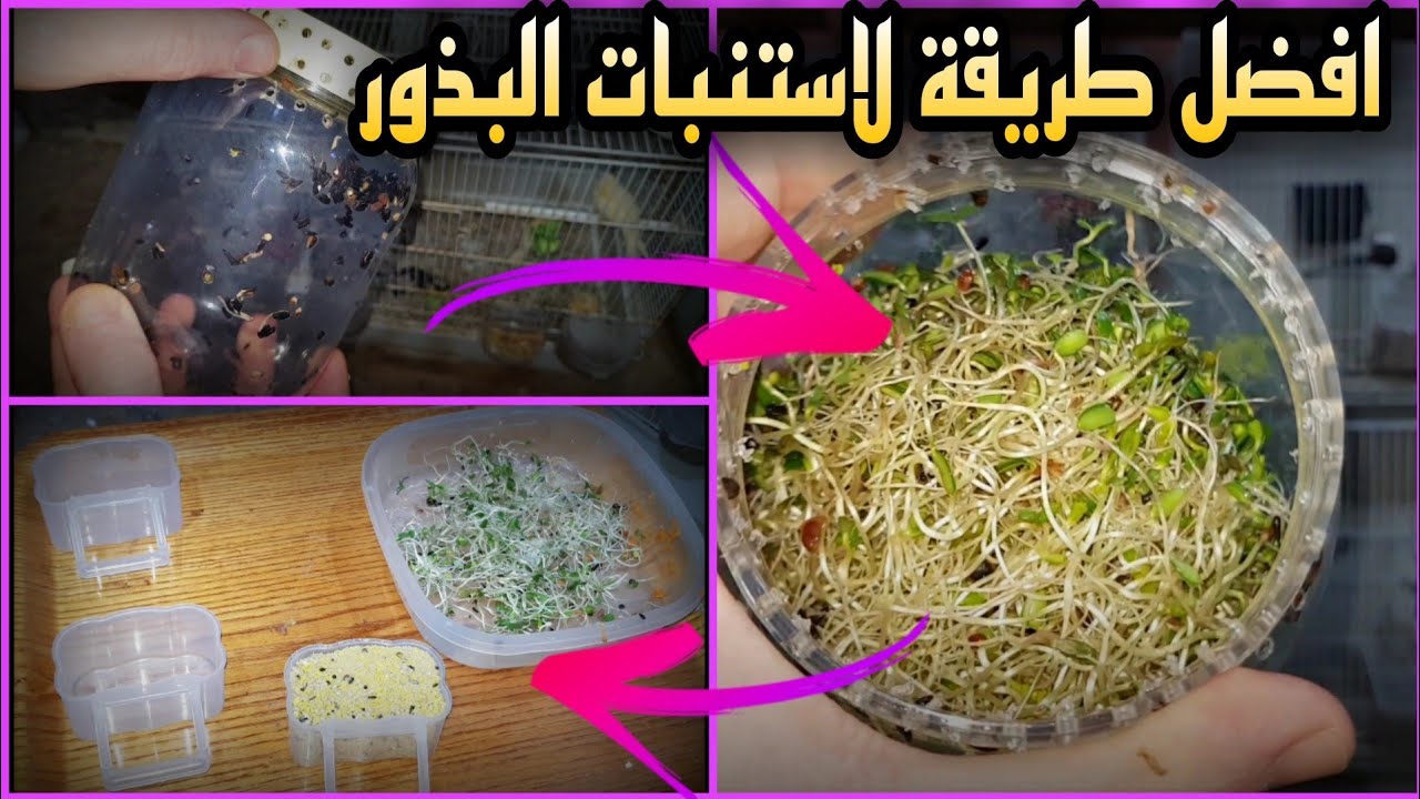اسرع طريقة لاستنبات البذور بوقت قياسي عل المباشر بصوت وصورة مع تقديم نصائح مهمة جدا