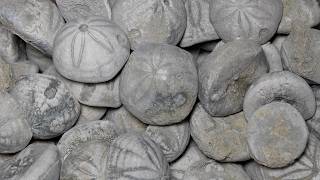 All About Extinct Sea Biscuits -  Only Found at Holden Beach, North Carolina!