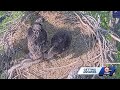 Missouri conservation officials will not step in to remove netting in eagle's nest