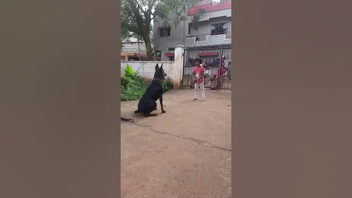 That's how my doberman listens to her command  #doberman #dobermaninindia @dobandlabworld - DayDayNews