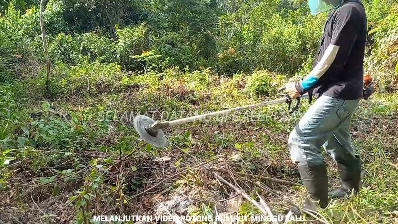 Part 16‼️Melanjutkan Potong Rumput Semak Belukar Menggunakan Mesin Rumput STIHL FS 3001 Di Kebun