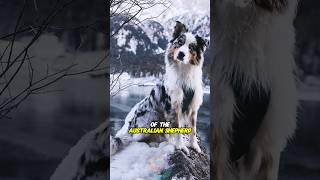 Top 3 Most Beautiful Coat Colors Of The Australian Shepherd