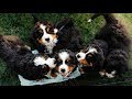 PUPPY PARADISE!! Life with 14 Bernese Mountain Dogs!! Ep.2 || vlog009